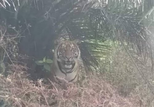 Ilustrasi Karhutla muncul di SM Kerumutan, Pelalawan dan mengancam habitat harimau sumatra (foto/int)