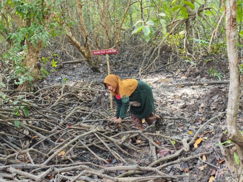 Ernawati (56), warga Desa Kayu Ara, menyusuri lumpur di Kawasan Konservasi Mangrove Sungai Bersejarah (MSB), Desa Kayu Ara Permai, Kecamatan Sei Apit, Kabupaten Siak, saat mengikuti Lomba Mencari Lokan dalam rangkaian Hari Mangrove Sedunia 2026, Jumat (24/7), di kawasan konservasi mitra binaan PT Imbang Tata Alam.